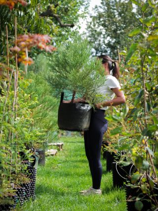 Sekvojovec mamutí🌲 70-89cm v 28L vreci. Ideálny strom na sadenie🌱, ktorý už má mohutnejšiu korunu s robustnejším koreňovým...