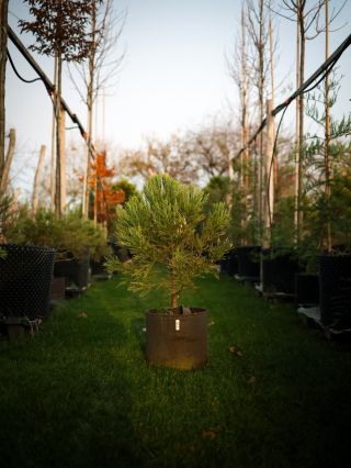 Verili by ste, že takýto strom🌲 nám vie vyrásť 2 roky po vyklíčení🌱. Sekvojovce mamutie patria medzi tie najrýchlejšie a...