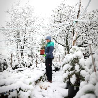 Sadiť 🌲sa dá naďalej ❄️🌲. Sneh nieje prekážka v sadení počas zimného obdobia. Pokiaľ máme slabé mrazy a pôda je dostatočne...